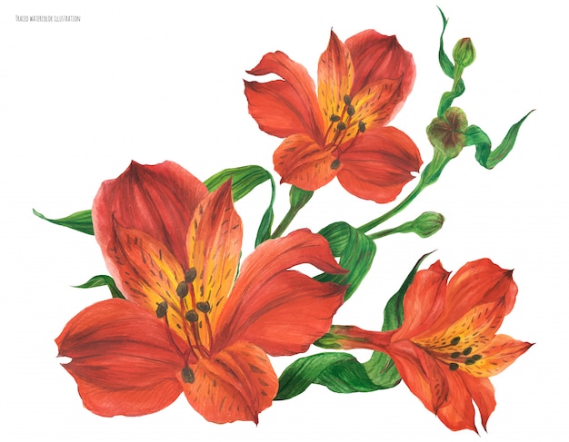 빨간 alstroemeria 꽃과 꽃다발 꽃다발