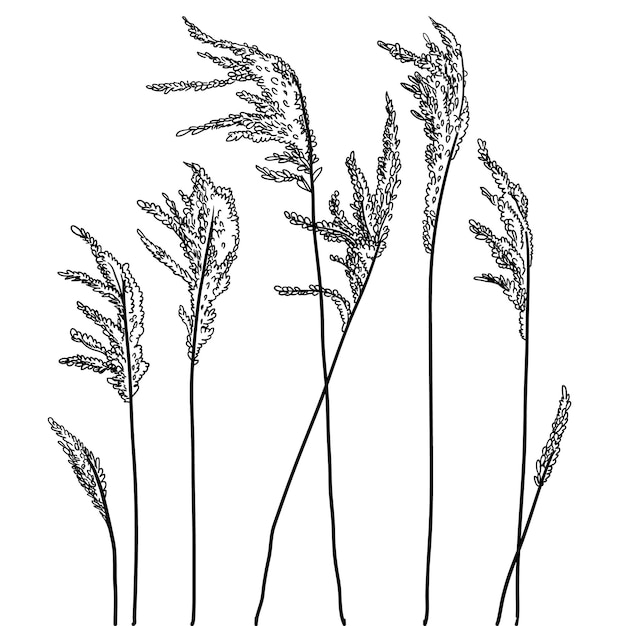 Vettore cortaderia selloana trend erba decorativa per interni pianta essiccata stabilizzata boho style