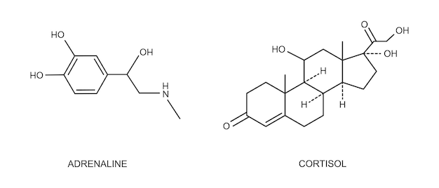 Cortisol and adrenaline outline icons stress related hormones produced by adrenal glands