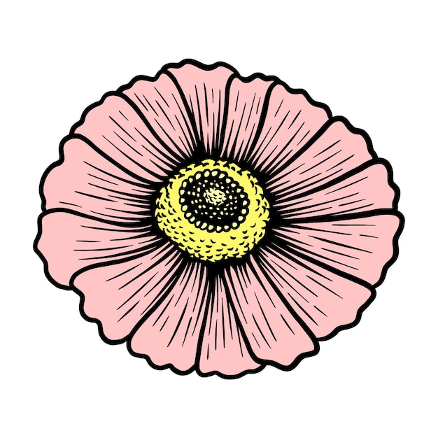 Vettore illustrazione vintage di cosmos flower blossom