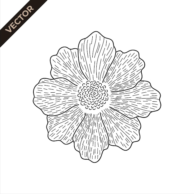 Cosmos flower line detail Vector illustration with flower theme