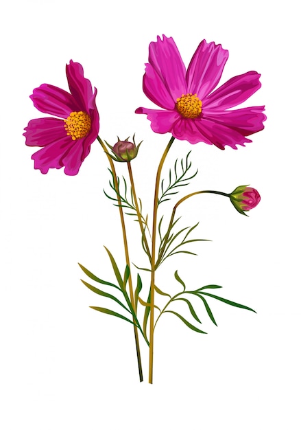 Vector cosmos flower pink color isolated