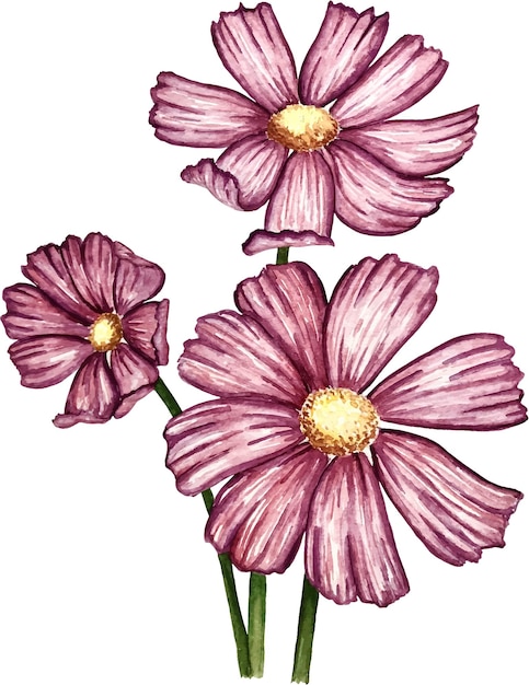 Cosmos flower watercolor vector