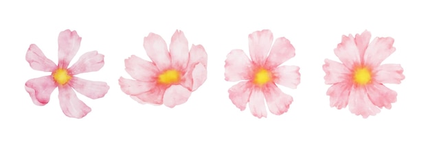 Cosmos flowers set acquerello collezione di bellissimi fiori rosa in stile acquerello illustrazione vettoriale con disegno floreale primaverile