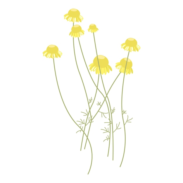 벡터 cota tinctoria, anthemis tinctoria.planta perennis in vulgares medicina