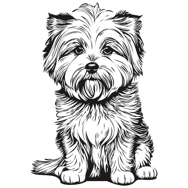 Coton de Tulear dog head line drawing vectorhand drawn illustration with transparent background ready t shirt print