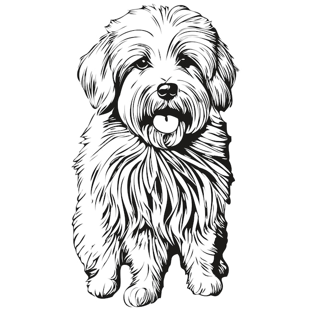 Coton de Tulear dog line illustration black and white ink sketch face portrait in vector realistic breed pet