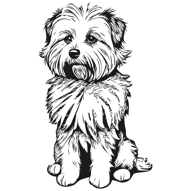 Coton de Tulear 개 애완 동물 스케치 그림 흑백 조각 벡터 준비 티셔츠 인쇄