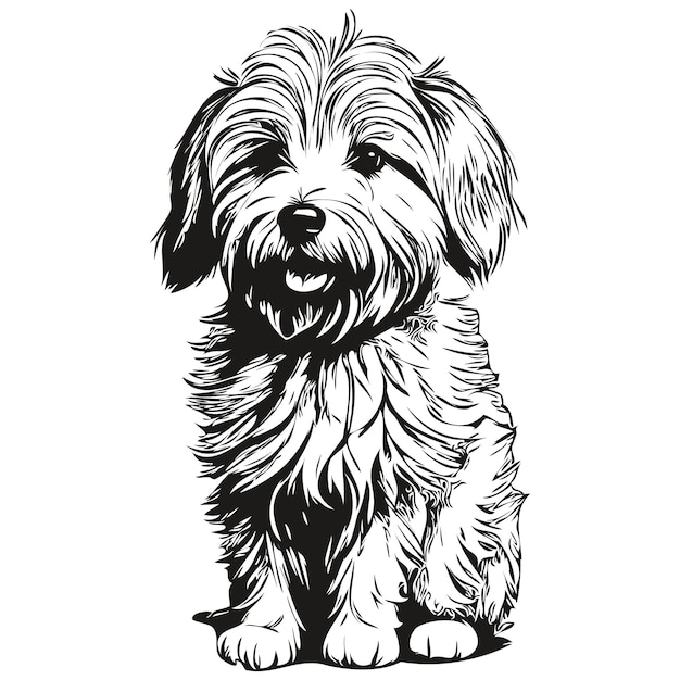 Coton de tulear dog pet sketch illustration black and white engraving vector realistic pet silhouette