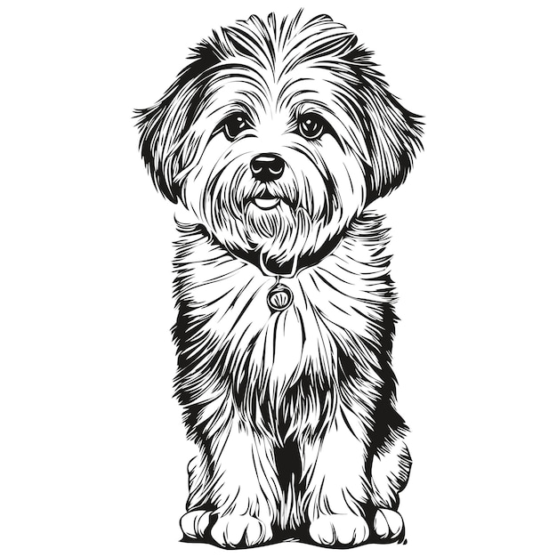 Coton de Tulear hond hoofd lijntekening vectorhand getekende illustratie met transparante achtergrond schets tekening