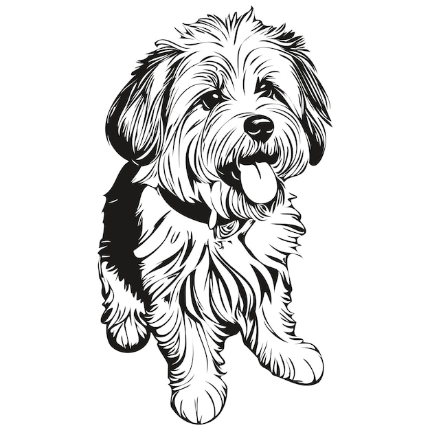 Coton de Tuléar hond realistische huisdier illustratie handtekening gezicht zwart-wit vector schets tekening