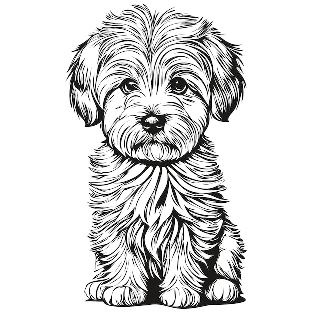 Coton de Tuléar hondenportret in vector dierlijke handtekening voor tatoeage of tshirt print illustratie realistisch huisdier silhouet