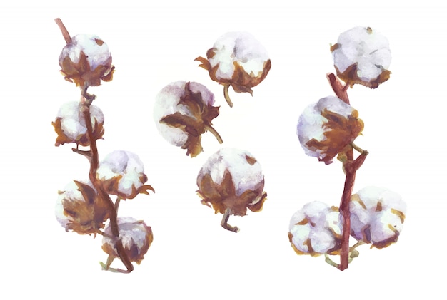 Cotton Bolls  Watercolor Branch and Wreath Painting. Handdrawn Botanical Set