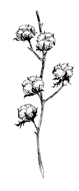 ベクトル ふわふわの植物のボールが付いた綿の枝。レトロなアウトライン スタイルのベクトル手描き植物スケッチ。