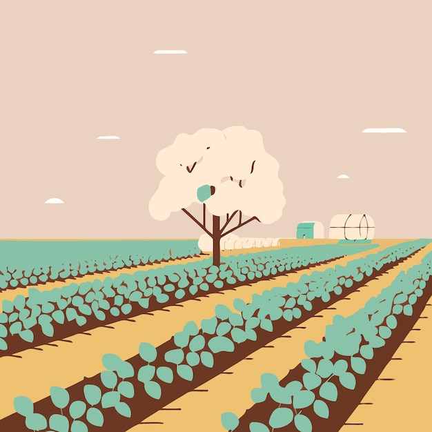 Vector cotton cultivation in agricultural production farm