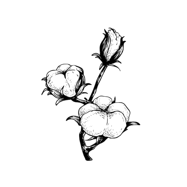 Cotton flower branch. Hand drawn sketch style  illustration of natural eco cotton. Vintage engraved . Botanical art  on white background.