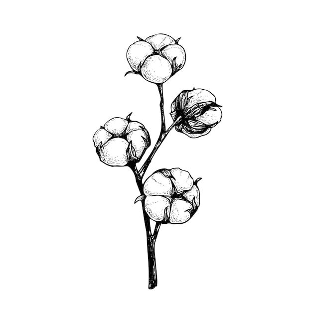 ふわふわの芽と綿の花の枝。ナチュラルエココットンの手描きスケッチスタイルイラスト。ヴィンテージ刻印。白い背景の上の植物アート。