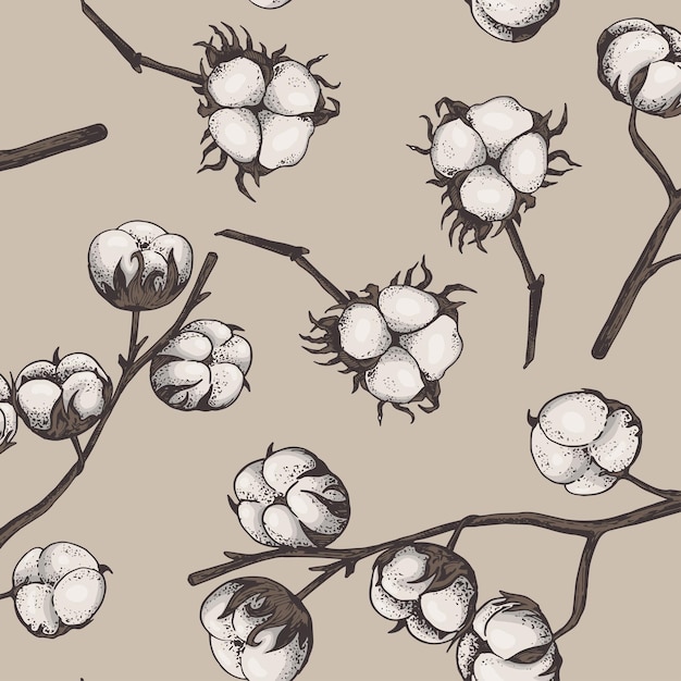 Cotton flower Floral botanical flower Isolated illustration element Vector hand drawing wildflower