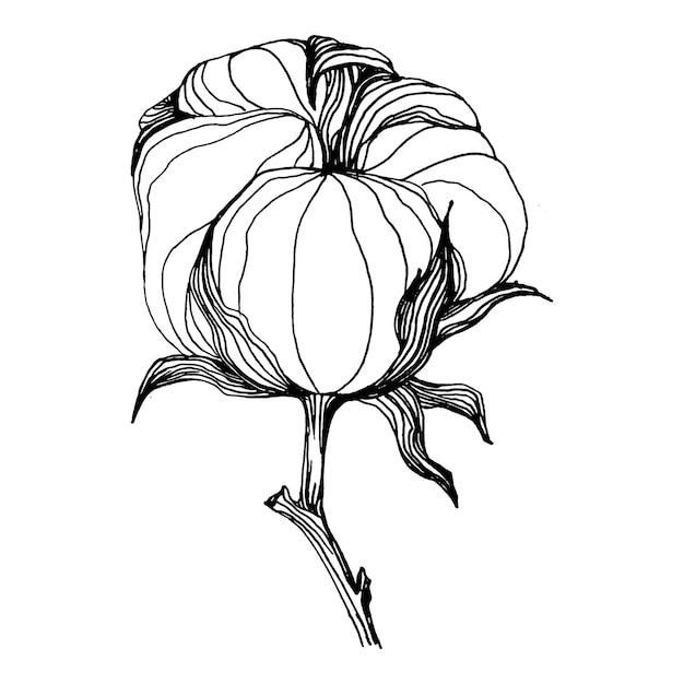 Fiore di cotone fiore botanico floreale elemento di illustrazione isolato