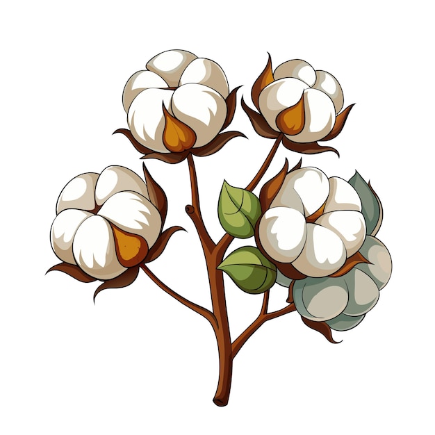 Vettore fiore di erba di cotone in stile cartone animato su sfondo bianco