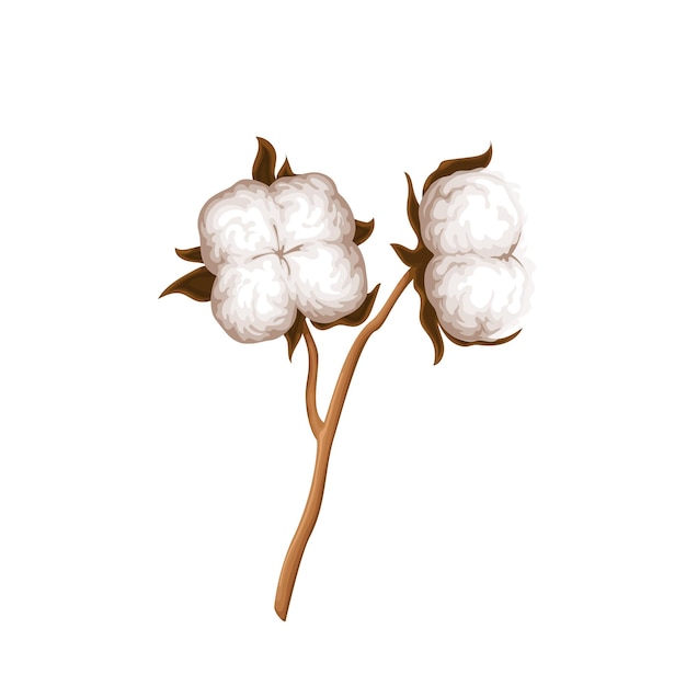 Cotton illustration