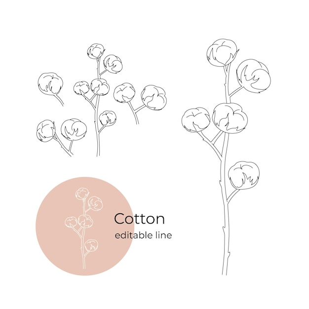 Vettore pianta di cotone disegnata in stile minimalista linea modificabile