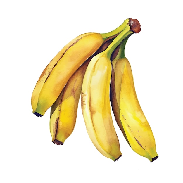 Couple of bananas watercolor paint ilustration