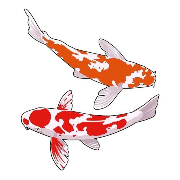 Vector a couple of koi fish without background