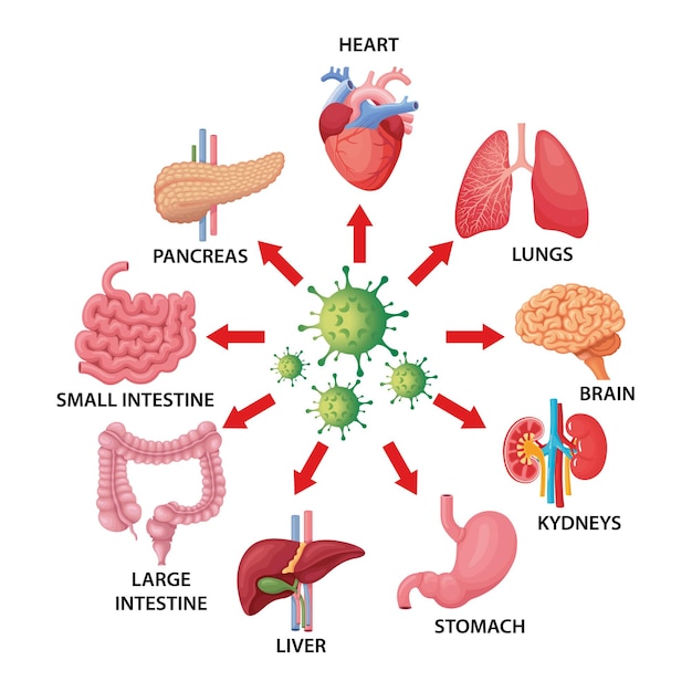 Vector covid-19 en illustratie van menselijke organen
