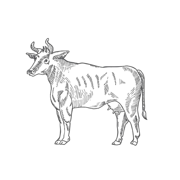 Cow Hand Drawn Vector Illustration Abstract Domestic Animal Sketch Engraving Style Drawing