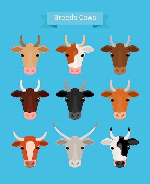 Cow heads vector set