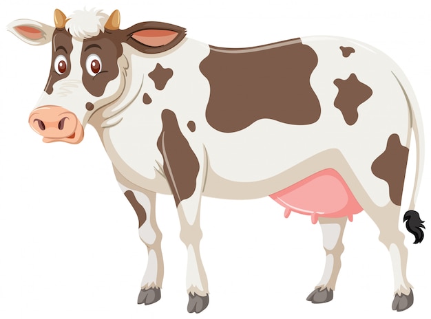 A cow on white background