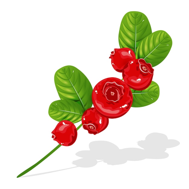 Cowberry branch isolated on white background. Beautiful red berries with leaves. A woodland plant.