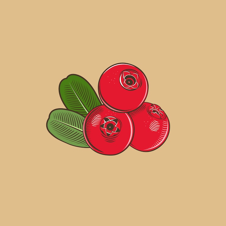 Vector cowberry in vintage style. colored vector illustration