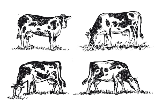 Cows chew grass set hand drawn illustrations