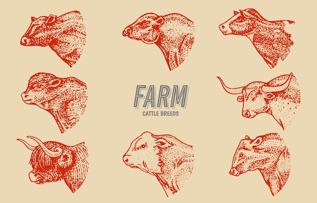 ベクトル ビンテージ スタイルの牛セット牛の頭ロングホーン スコットランド ハイランド ホルスタイン ブラック アンガス農場の雄牛や家畜の肖像画ラベル ロゴ ポスターやバナー用の手描きの彫刻スケッチ