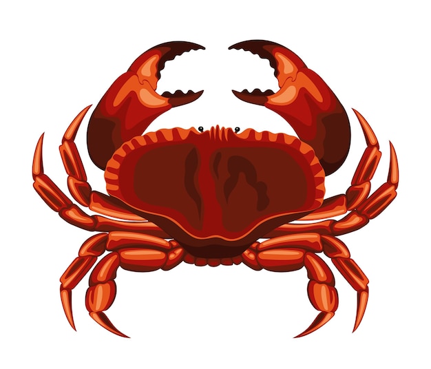 Crab Animal Sea Food Crabs Seafood Crustacean Crabmeat Vector Illustration