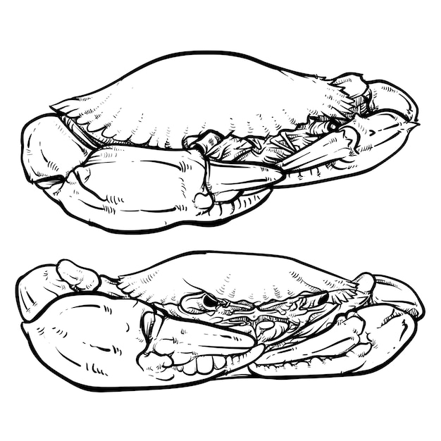 Вектор Краб рисунок на белом фоне