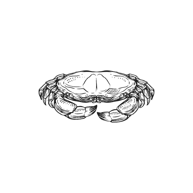 Crab drawing vector isolated crustacean animal