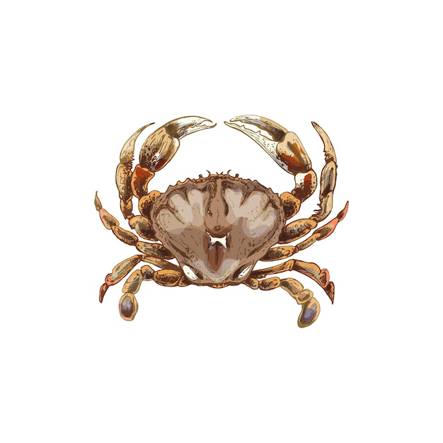 Crab isolated on white background vintage hatching vector color illustration hand drawn design in a