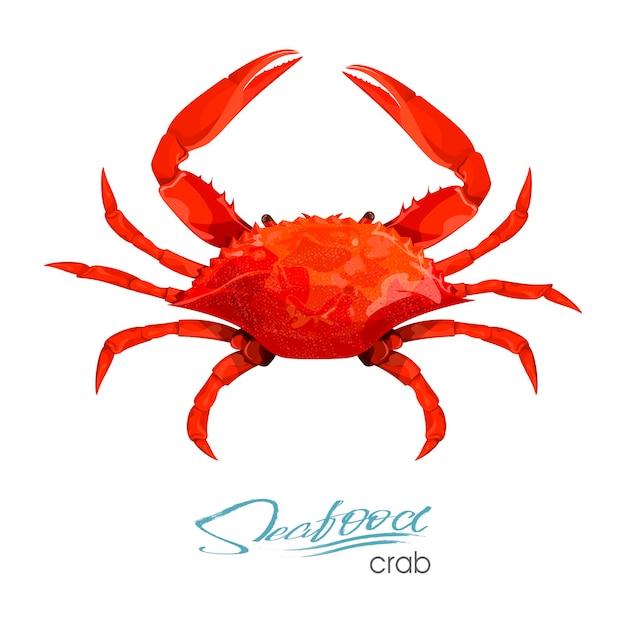 Crab vector illustration in cartoon style isolated on white background Seafood product designCreature floating in water Inhabitant wildlife of underwater world Edible sea food Vector illustration