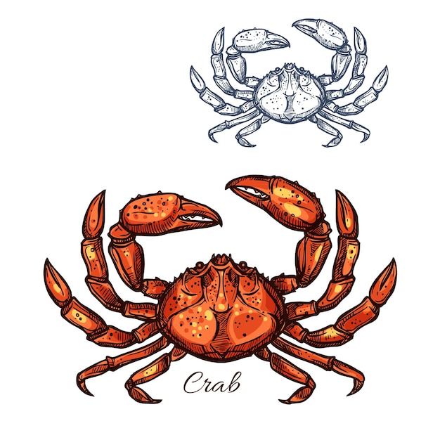 Vector crab vector isolated sketch icon