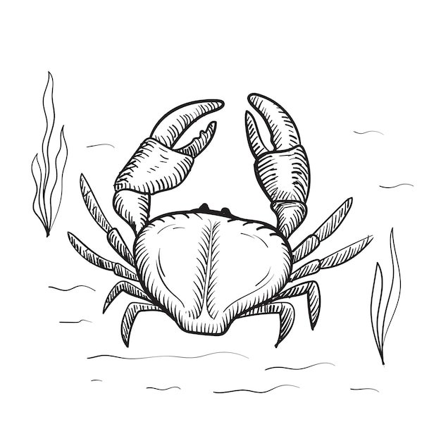 Vector crab with claws sketch in a linear style isolated on a white background