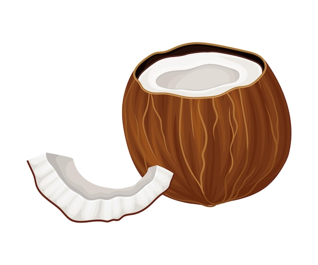 Vector cracked coconut with hard shell and fibrous husk showing white inner flesh vector illustration