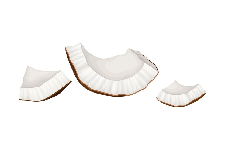 Vector cracked coconut with hard shell and fibrous husk showing white inner flesh vector illustration