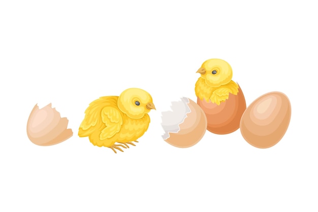 Vector cracked eggshell with yellow chicks as hatching process vector illustration