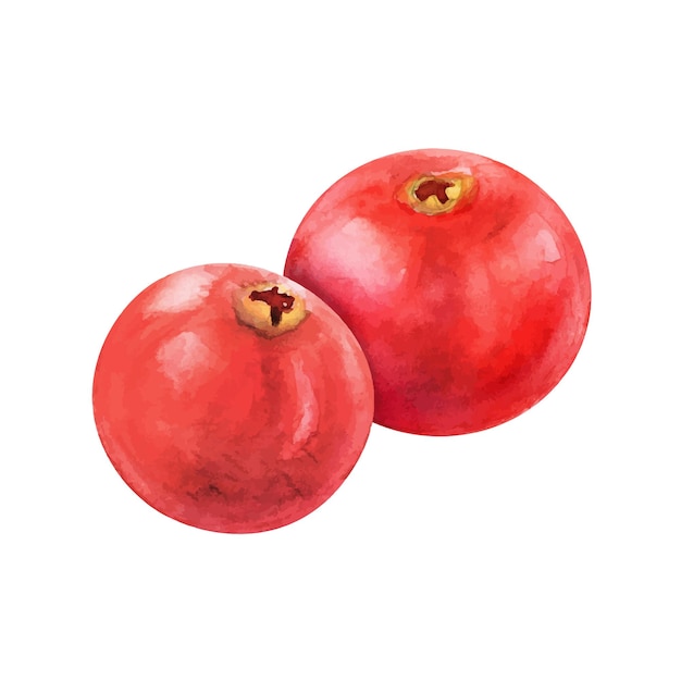 Cranberry berry granaatappel waterverf tekening sappig heerlijk fruit zomer illustratie zoet zure