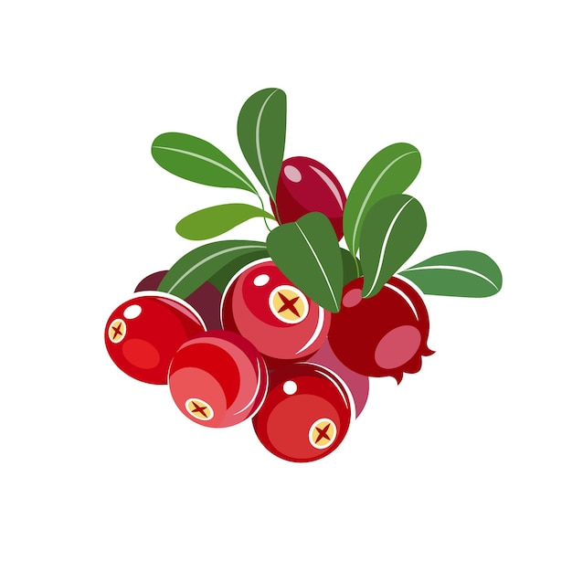 Cranberry berry illustration isolated on white background