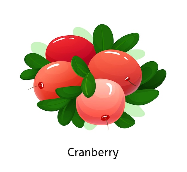 Cranberry bessen met blad op witte achtergrond Sappige en verse bessen realistische bos cartoon vectorillustratie geïsoleerd voor poster of embleem natuurproduct vectorillustratie