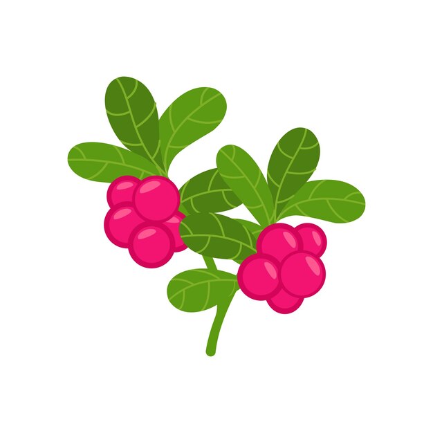 Cranberry branch vector illustration with red fruit and green fibrous leaf